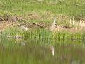 Sandhill Cranes